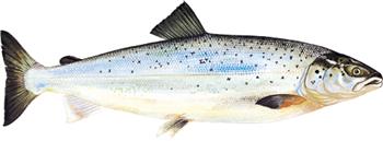 Östersjölax, bör inte ätas, bild från svensk fisk